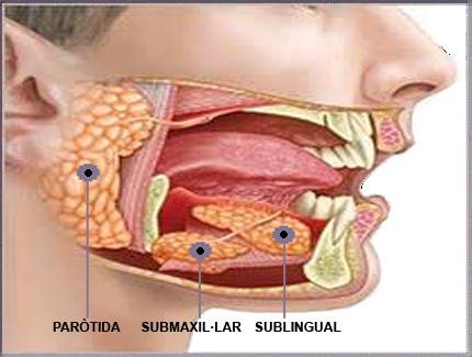 foto gl&agrave;ndules salivals
